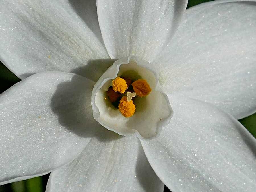 <i>Narcissus papyraceus</i> Ker Gawl.