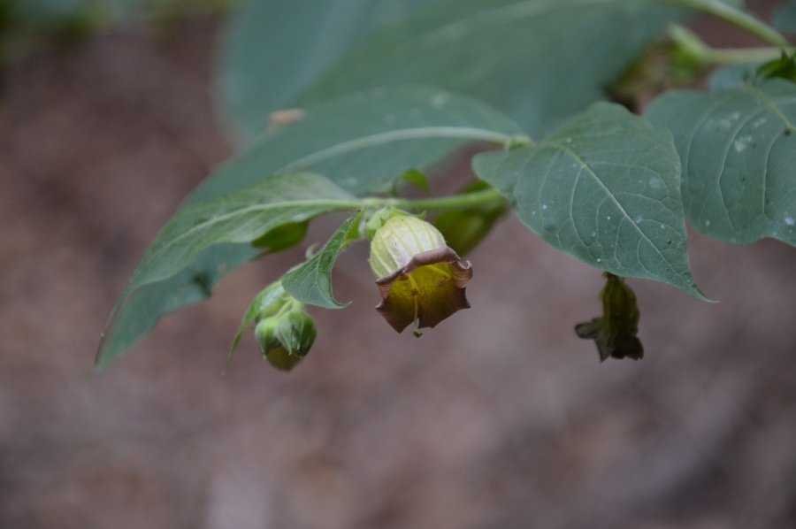 atropa belladonna (2).jpg