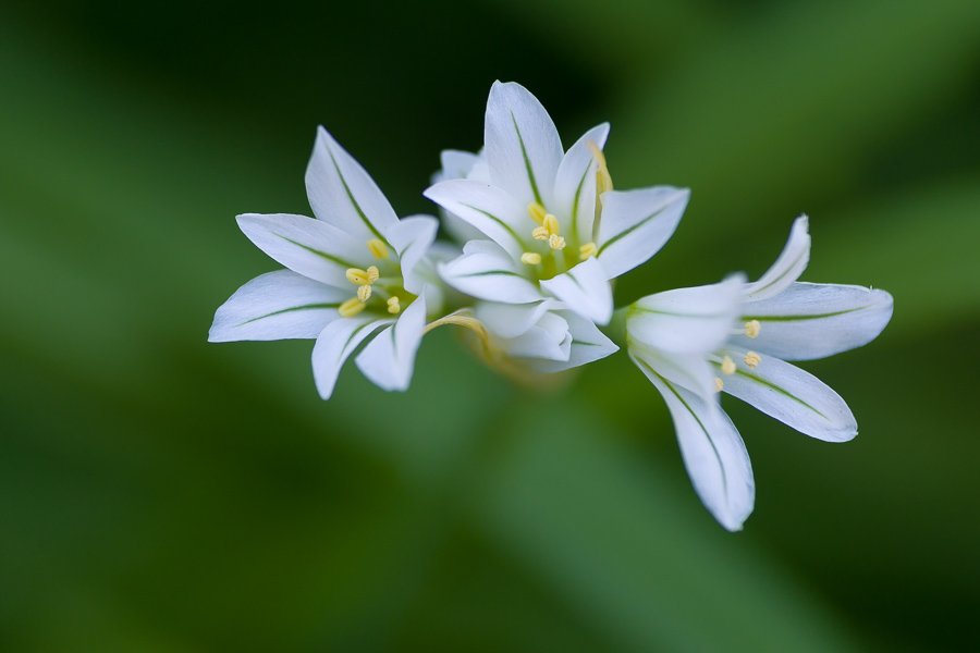 <i>Allium triquetrum</i> L.