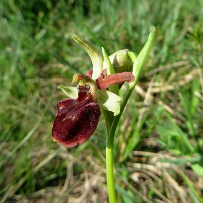 <i>Ophrys sphegodes</i> Mill. subsp. <i>sphegodes</i>