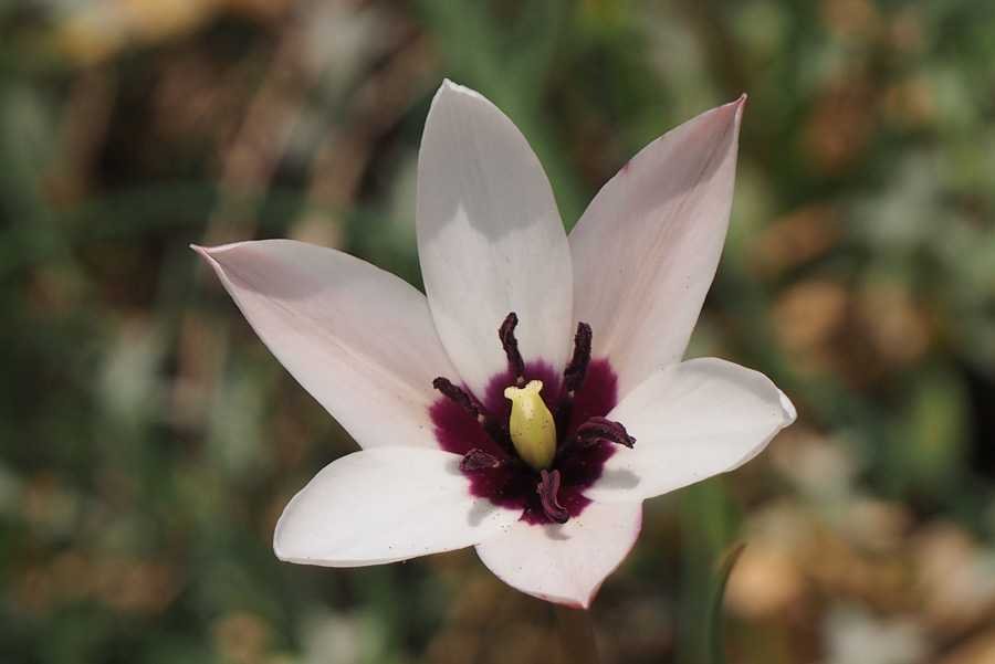 <i>Tulipa clusiana</i> Redouté