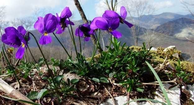 <i>Viola cassinensis</i> Strobl subsp. <i>pseudogracilis</i> (A.Terracc.) Bartolucci, Galasso & Wagens.