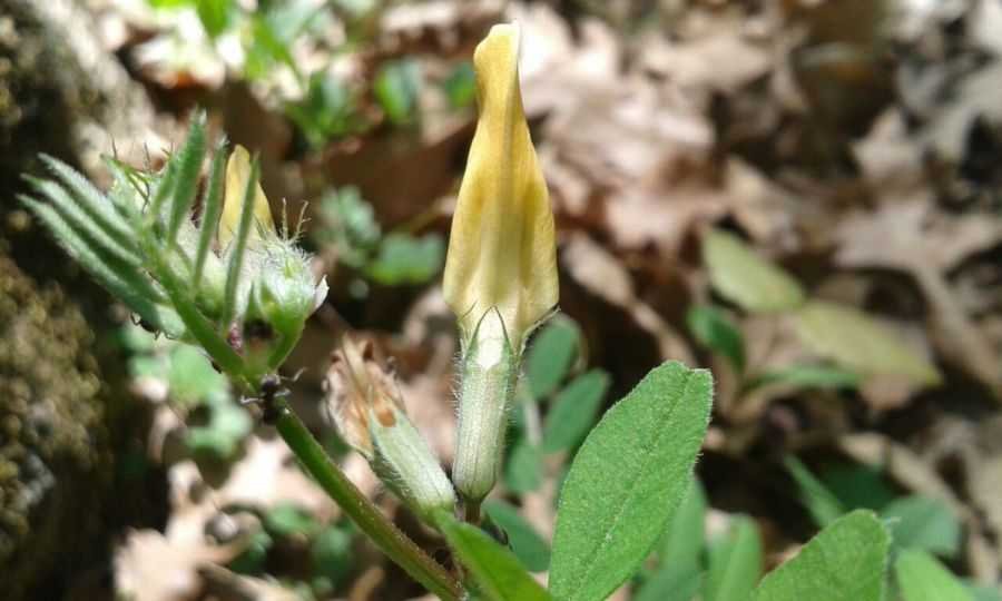 Vicia grandiflora Scop. (d).jpg