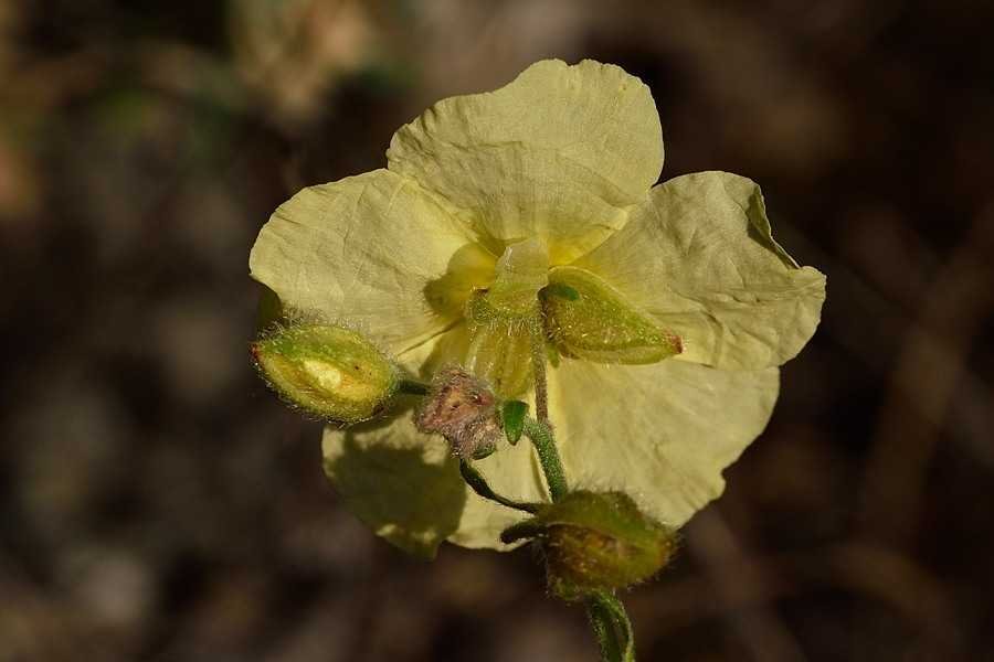 <i>Helianthemum x sulphureum</i> Willd.