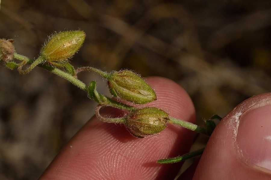 <i>Helianthemum x sulphureum</i> Willd.