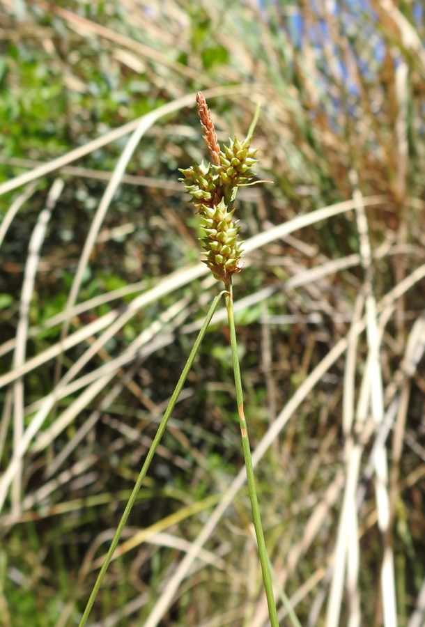 <i>Carex extensa</i> Gooden.