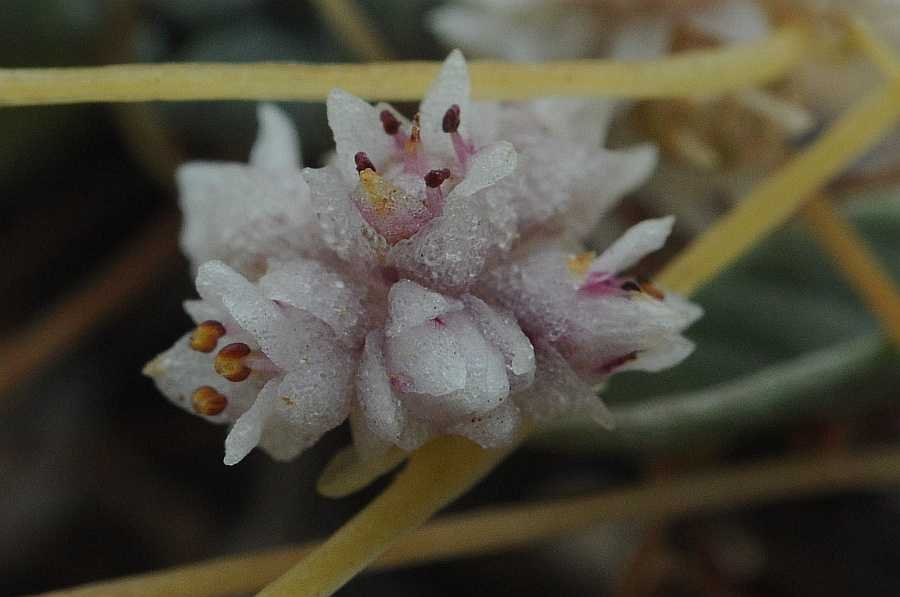 <i>Cuscuta palaestina</i> Boiss. subsp. <i>palaestina</i>