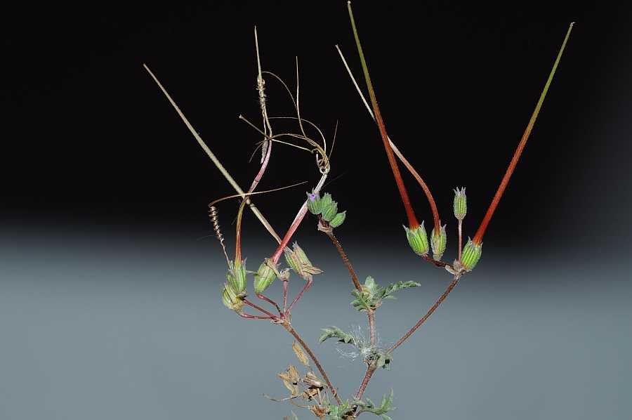 <i>Erodium neuradifolium</i> Delile ex Godr.