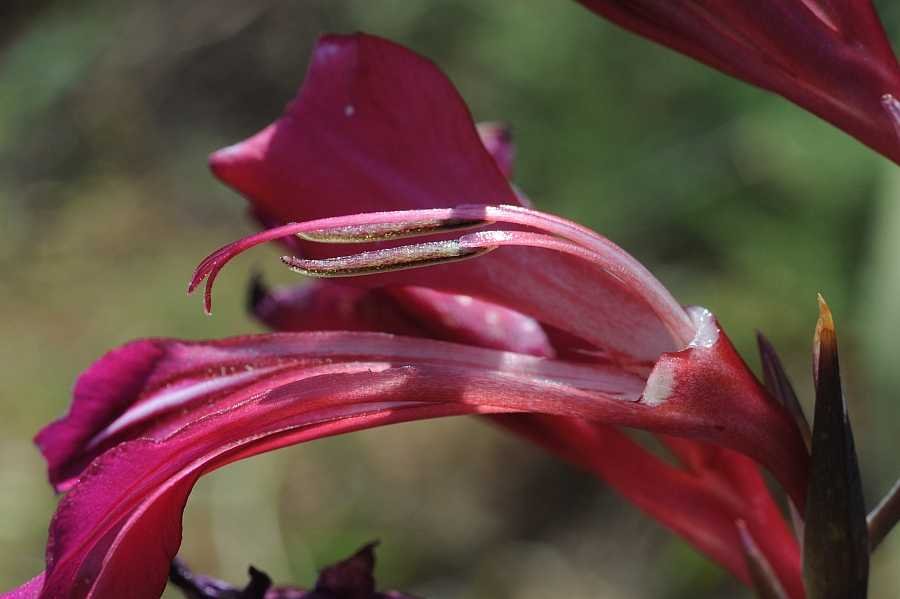<i>Gladiolus dubius</i> Guss.