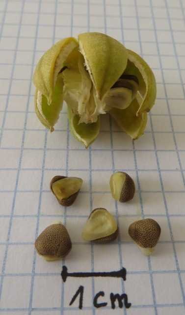 <i>Aristolochia navicularis</i> E.Nardi