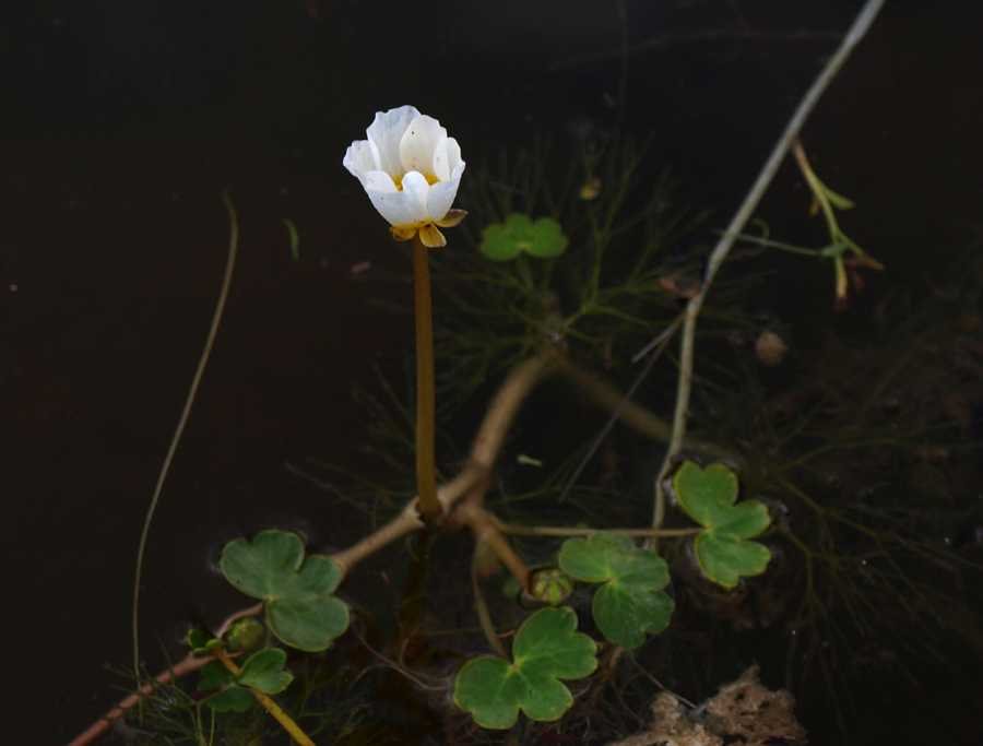 <i>Ranunculus baudotii</i> Godr.