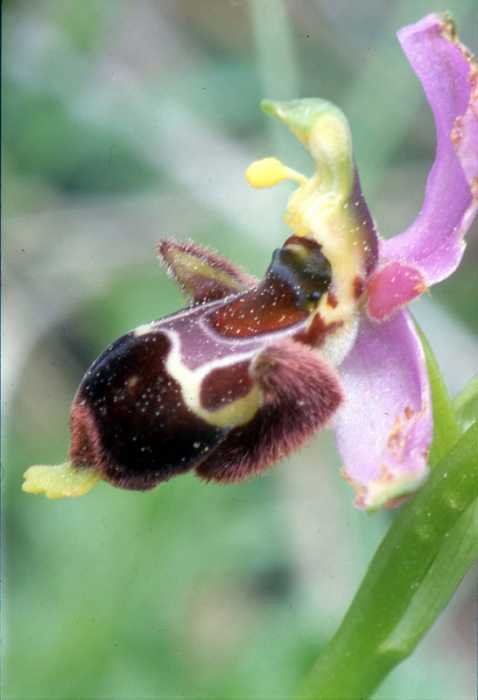 <i>Ophrys x albertiana</i> E.G. Camus