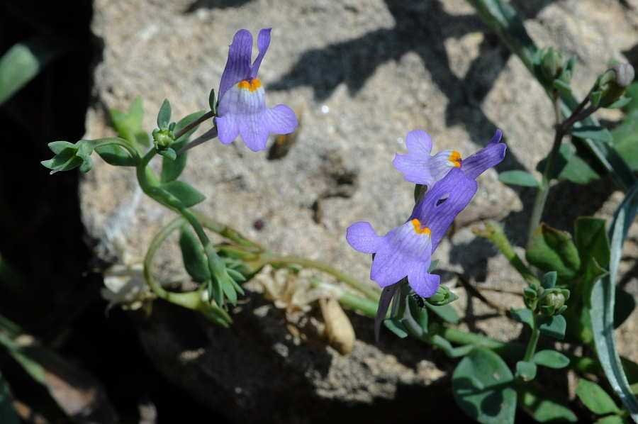 <i>Linaria reflexa</i> (L.) Desf. subsp. <i>lubbockii</i> (Batt.) Brullo