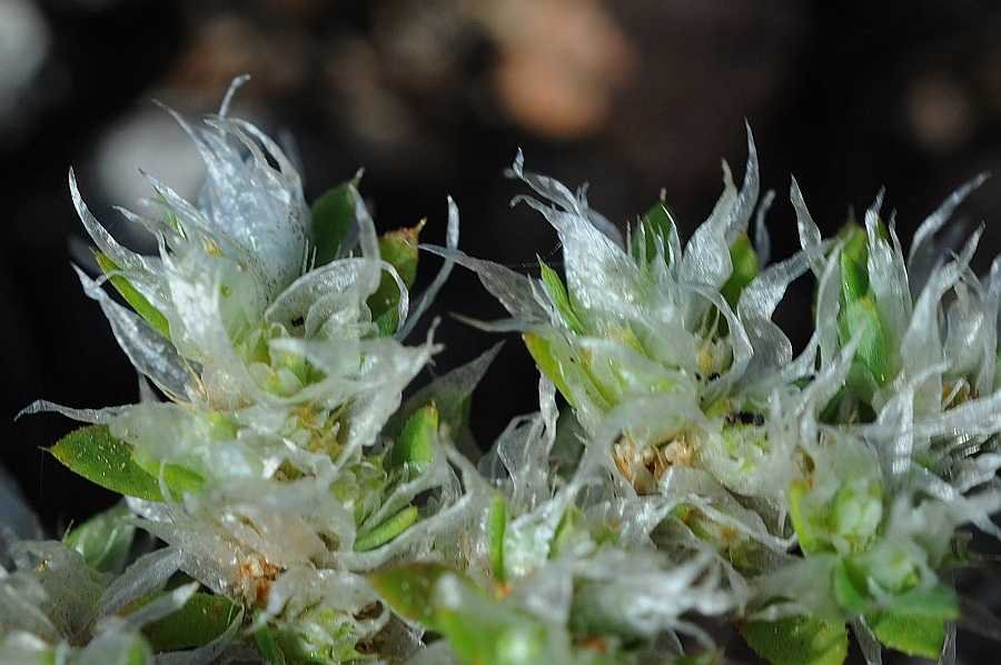 <i>Paronychia arabica</i> (L.) DC. subsp. <i>longiseta</i> Batt.