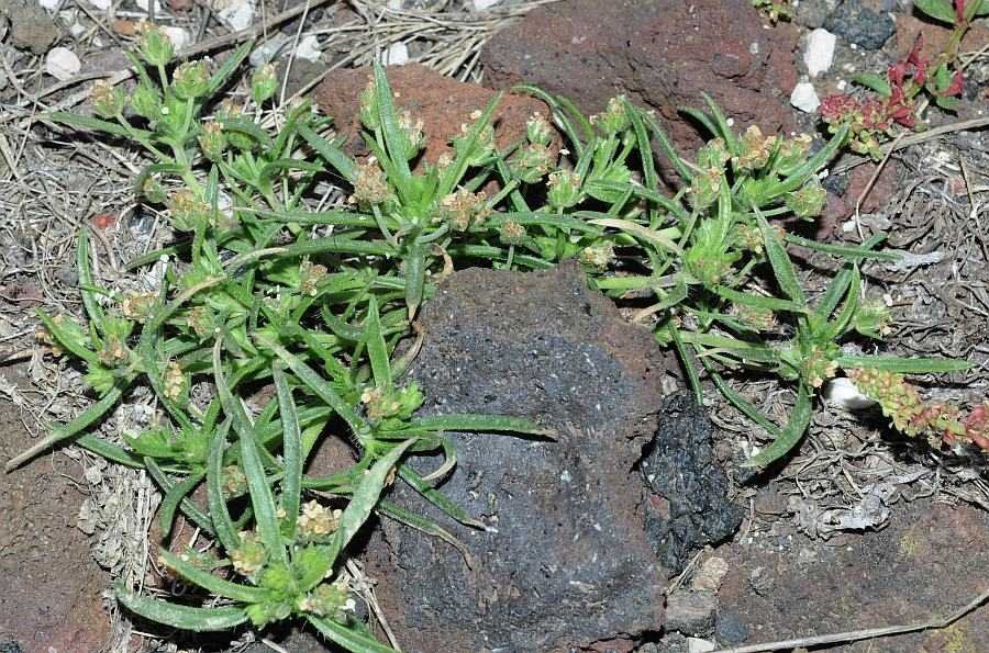 <i>Plantago afra</i> L. subsp. <i>zwierleinii</i> (Nicotra) Brullo