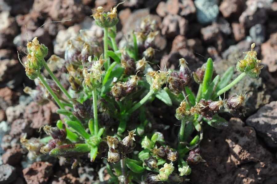 <i>Plantago afra</i> L. subsp. <i>zwierleinii</i> (Nicotra) Brullo
