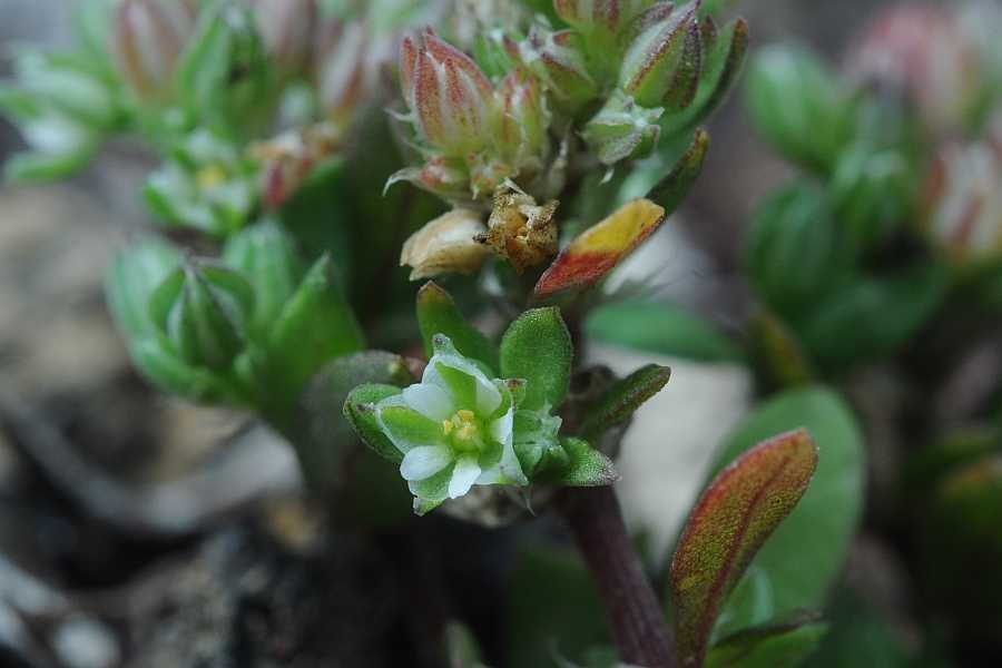 <i>Polycarpon tetraphyllum</i> (L.) L. subsp. <i>diphyllum</i> (Cav.) O.Bolòs & Font Quer