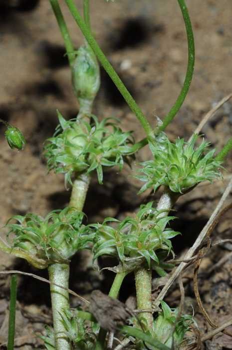 <i>Trifolium suffocatum</i> L.