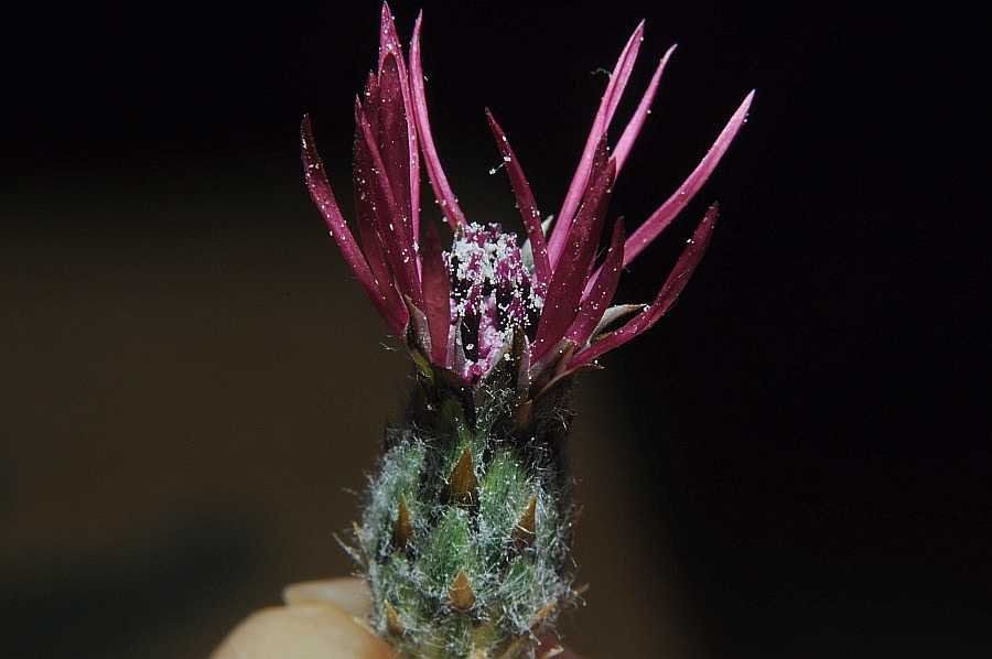 <i>Volutaria tubuliflora</i> (Murb.) Sennen