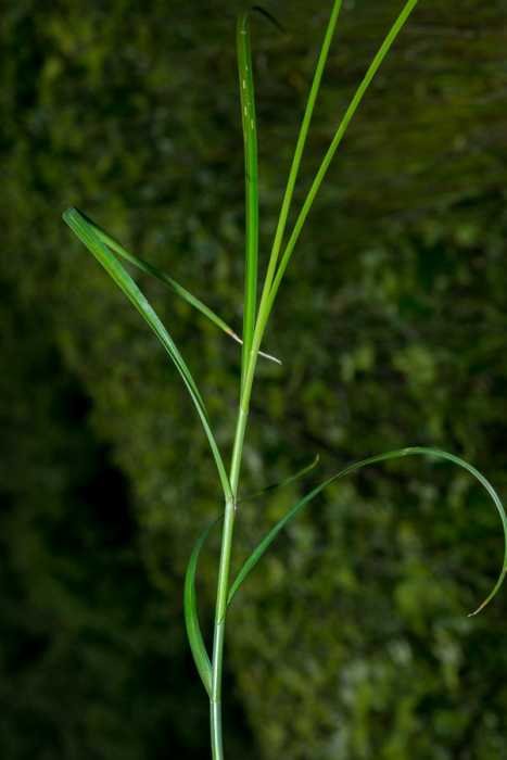 <i>Carex pairae</i> F.W.Schultz