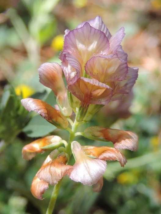 <i>Trifolium grandiflorum</i> Schreb.