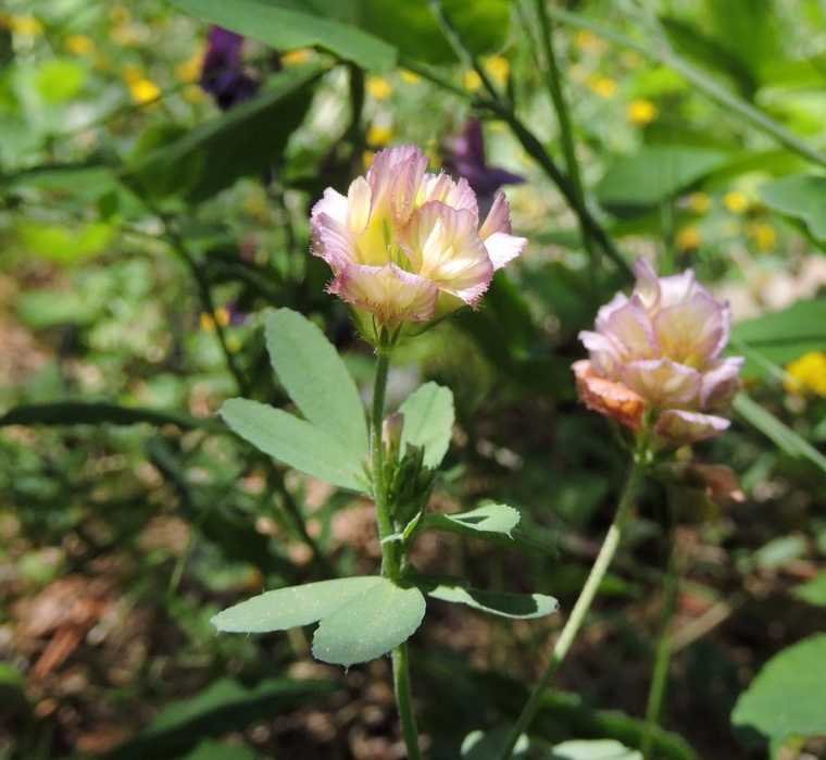 <i>Trifolium grandiflorum</i> Schreb.