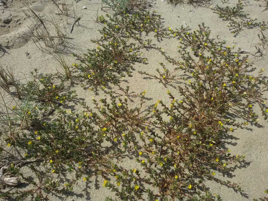 <i>Ononis variegata</i> L.