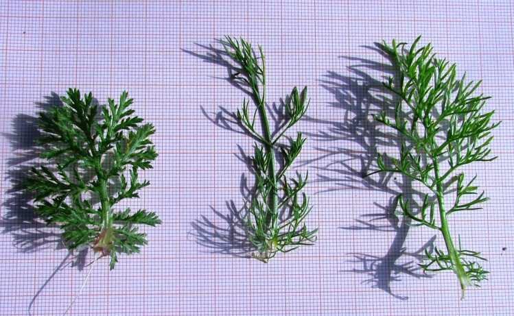 <i>Tripleurospermum inodorum</i> (L.) Sch.Bip.