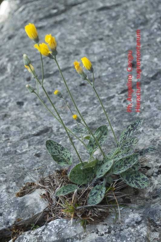 <i>Hieracium hypochoeroides</i> S.Gibson subsp. <i>supramontanum</i> (Arrigoni) Greuter