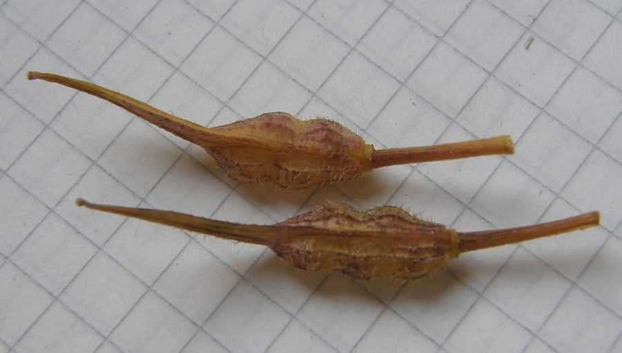 <i>Sinapis alba</i> L.