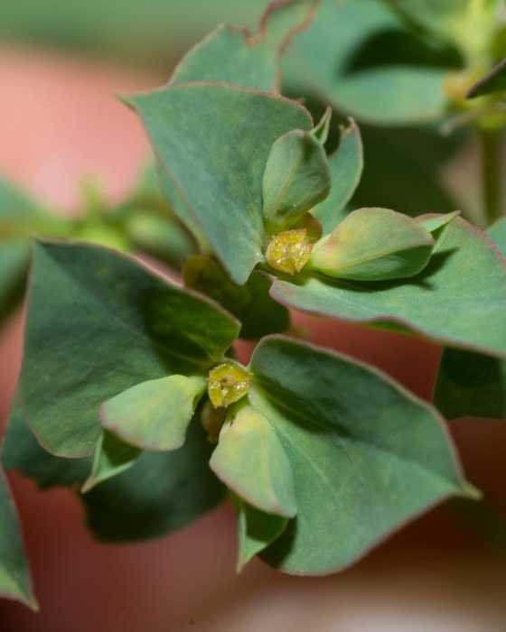 <i>Euphorbia falcata</i> L.