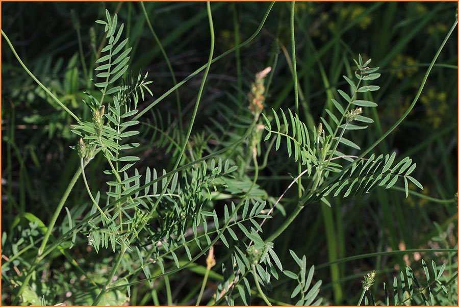 <i>Onobrychis arenaria</i> (Kit.) DC. subsp. <i>tommasinii</i> (Jord.) Asch. & Graebn.
