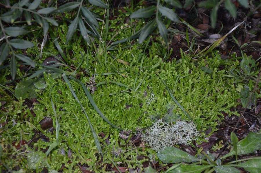 Selaginella denticulata (2)-min.jpg