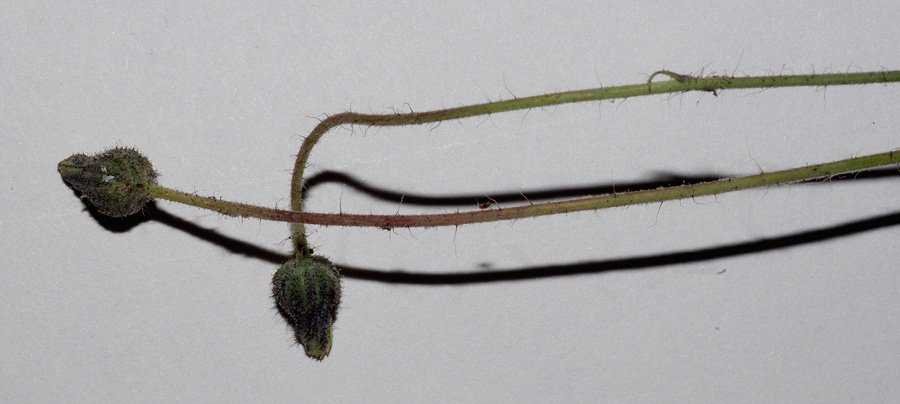 <i>Pilosella acutifolia</i> (Vill.) Arv.-Touv.