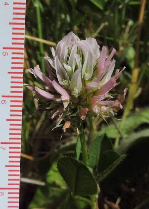 <i>Trifolium strangulatum</i> É.Huet & A.Huet ex Lojac.