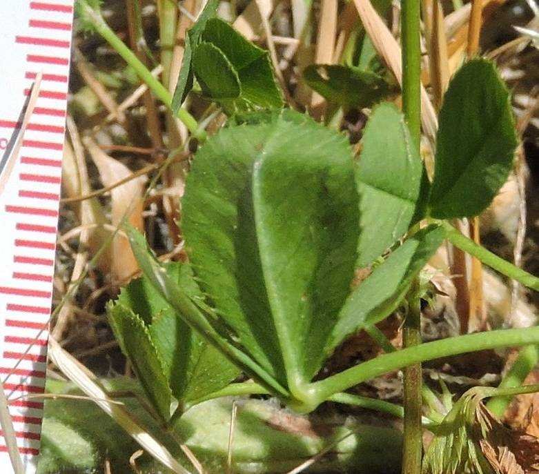 <i>Trifolium strangulatum</i> É.Huet & A.Huet ex Lojac.