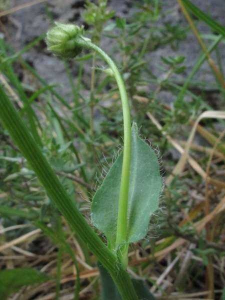 <i>Hieracium lawsonii</i> Vill.