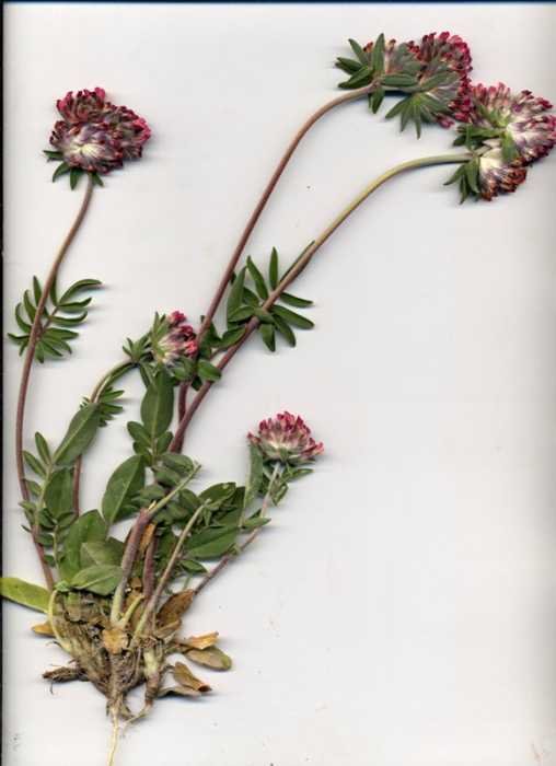 <i>Anthyllis vulneraria</i> L. subsp. <i>maura</i> (Beck) Maire