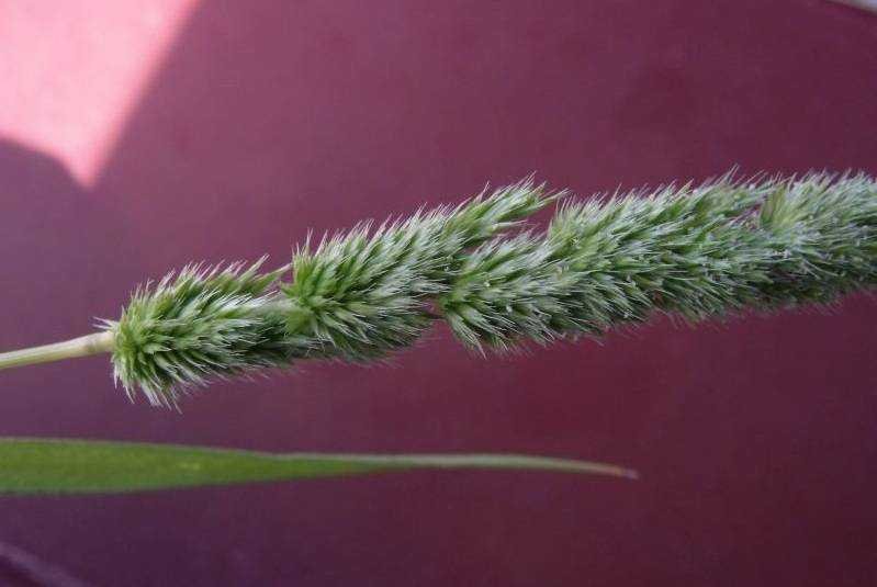 <i>Rostraria cristata</i> (L.) Tzvelev