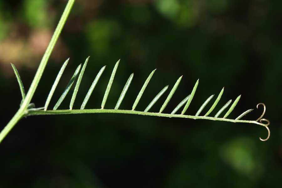 <i>Vicia tenuifolia</i> Roth