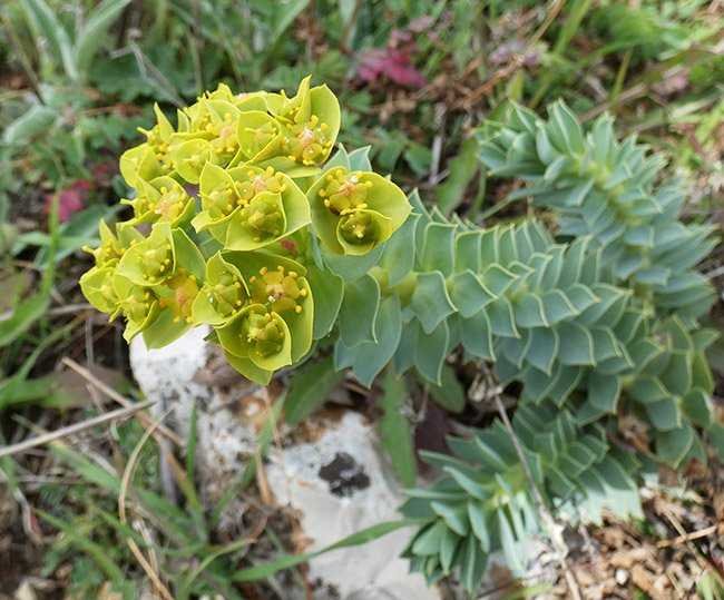 <i>Euphorbia myrsinites</i> L. subsp. <i>myrsinites</i>