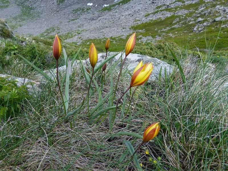 <i>Tulipa pumila</i> Moench