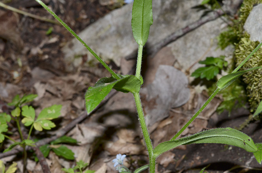 <i>Myosotis decumbens</i> Host subsp. <i>florentina</i> Grau