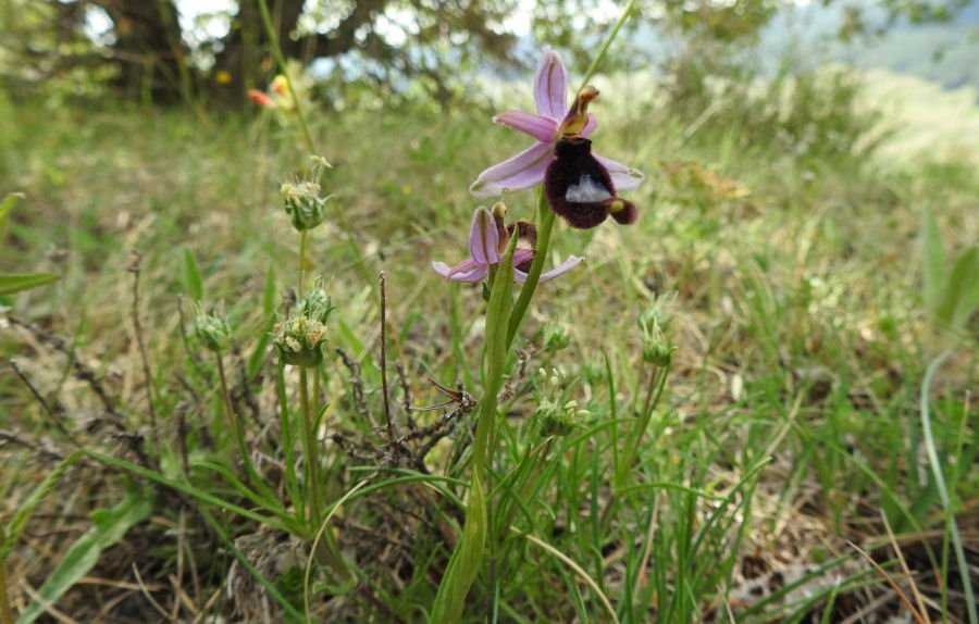 <i>Ophrys bertolonii</i> Moretti subsp. <i>bertolonii</i>