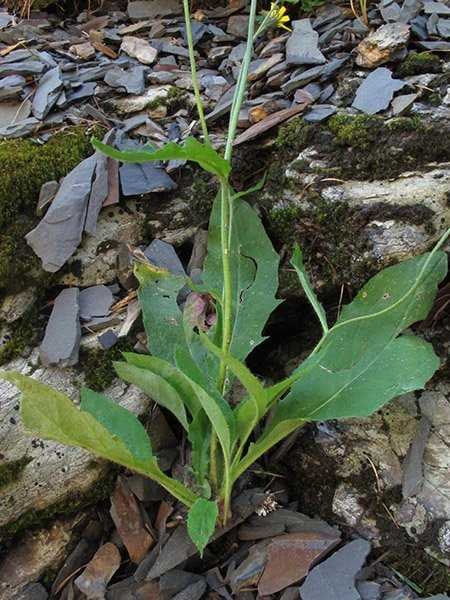 <i>Hieracium froelichianum</i> H.Buek subsp. <i>beauverdianum</i> (Besse & Zahn) Gottschl. & Greuter