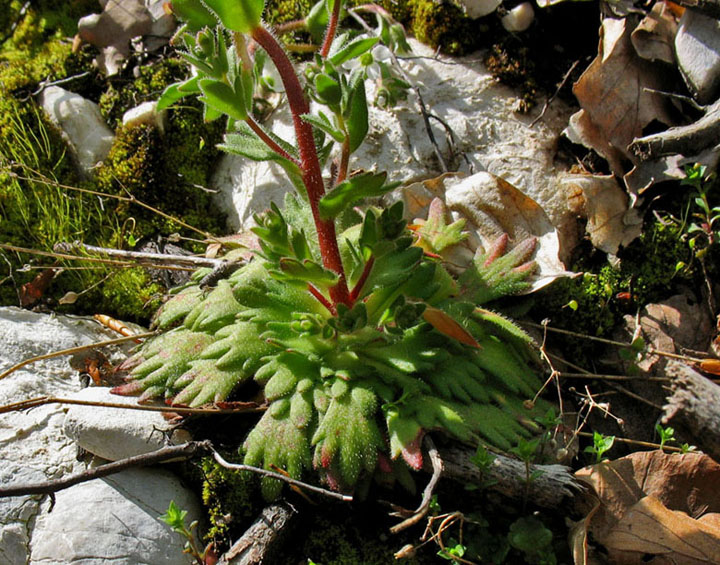 <i>Saxifraga adscendens</i> L. subsp. <i>adscendens</i>