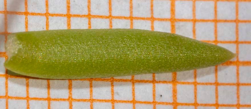 <i>Petrosedum ochroleucum</i> (Chaix) Niederle subsp. <i>ochroleucum</i>