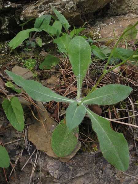 <i>Hieracium lawsonii</i> Vill.