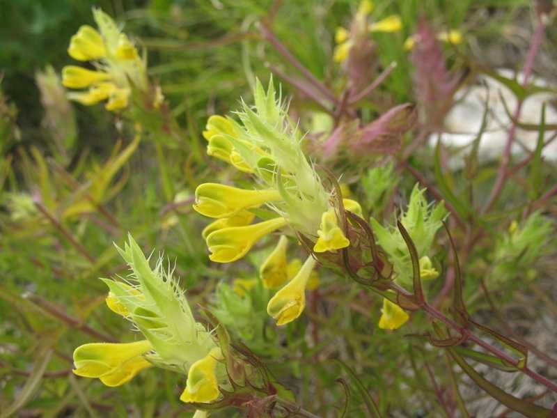 <i>Melampyrum barbatum</i> Waldst. & Kit. subsp. <i>carstiense</i> Ronniger