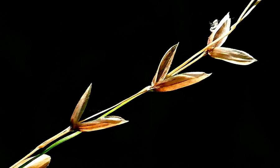 <i>Melica uniflora</i> Retz.